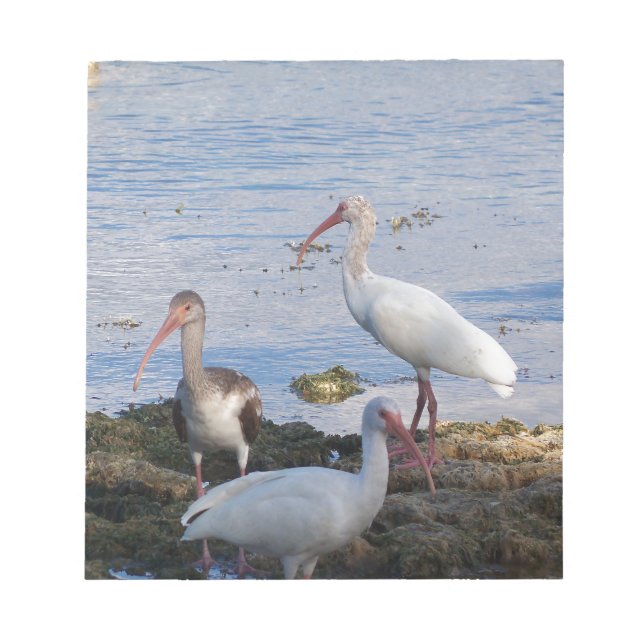 Ibis birds on the shore of Florida Bay Notepad (Front)