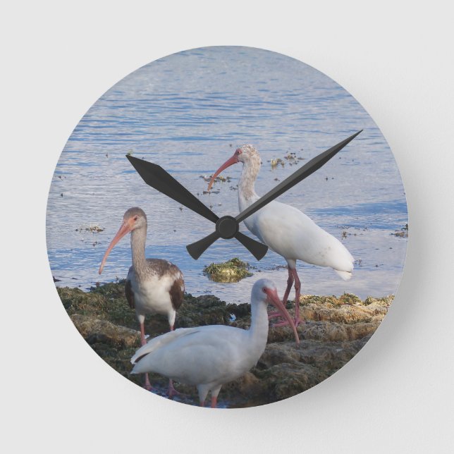 Ibis birds on the shore of Florida Bay Round Clock (Front)