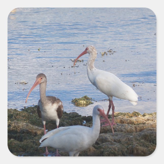 Ibis birds on the shore of Florida Bay Square Sticker (Front)
