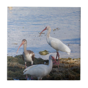 Ibis birds on the shore of Florida Bay Tile