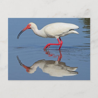 Ibis Coastal Bird Postcard