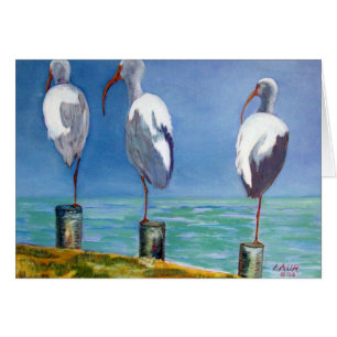 Ibis Design