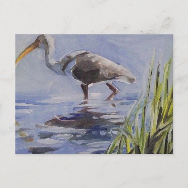 Ibis in Grassy Marsh Postcard (Front)