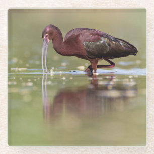 Ibis in the Ponds Glass Coaster