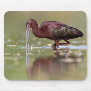 Ibis in the ponds mouse mat
