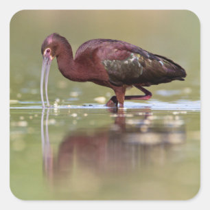 Ibis in the Ponds Square Sticker