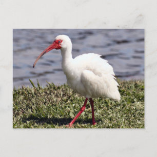Ibis Photo Postcard