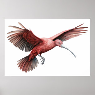 Ibis spreading wings Small Poster