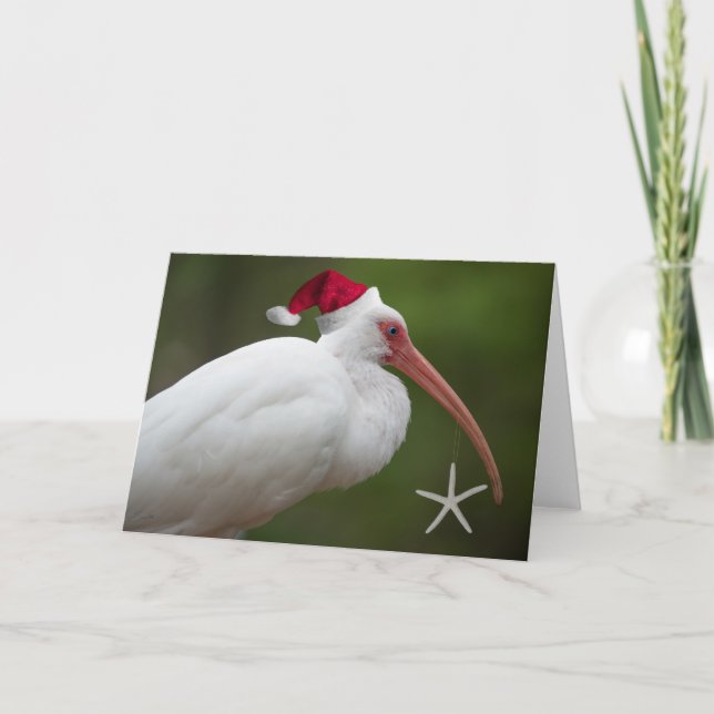 Ibis w/santa hat holiday card (Front)
