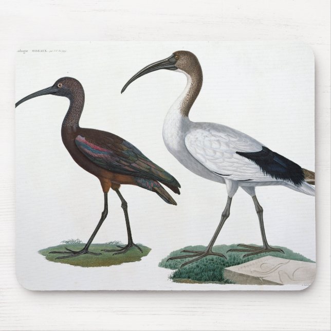 Ibises, from 'Description de l'Eypte', 1817 Mouse Mat (Front)