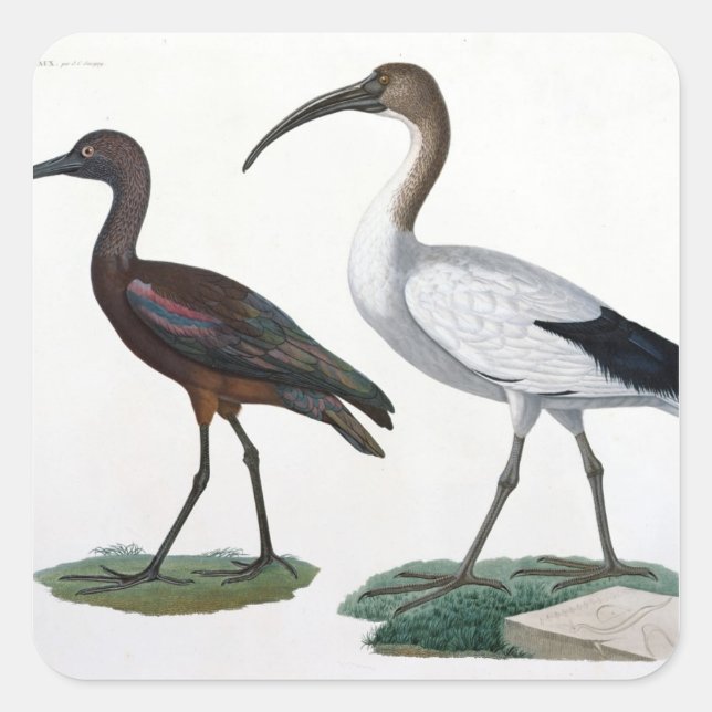Ibises, from 'Description de l'Eypte', 1817 Square Sticker (Front)