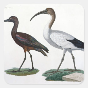 Ibises, from 'Description de l'Eypte', 1817 Square Sticker