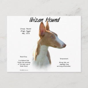 Ibizan Hound History Design Postcard
