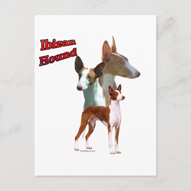 Ibizan Hound Trio 2 Postcard (Front)