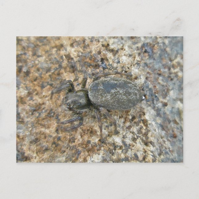 IBSP Jetty Spider Postcard (Front)