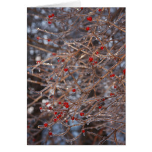Ice Berries