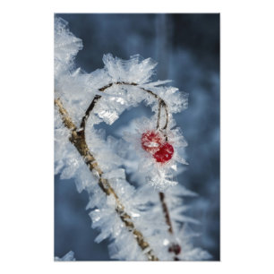 Ice Berries Photo Print