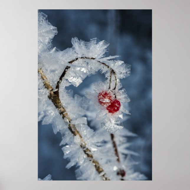 Ice Berries Poster (Front)