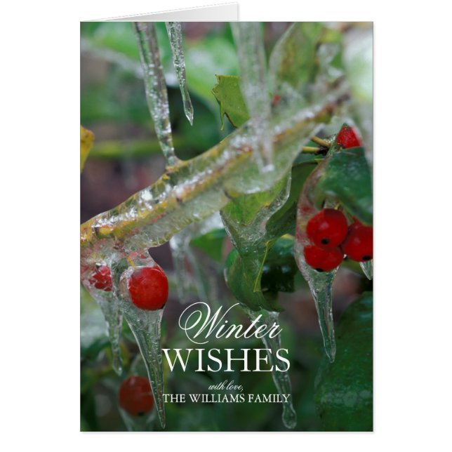 Ice-Coated Holly Berry Shrubs After Storm (Front)
