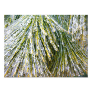 Ice Coated Pine Needles Winter Botanical Photo Print