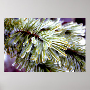 Ice Coated Pine Poster