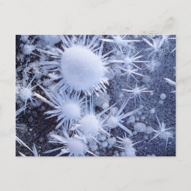 Ice crystals in the Sierra Postcard (Front)