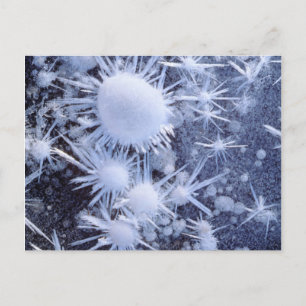 Ice crystals in the Sierra Postcard