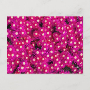 ice plant flowers postcard