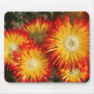 Ice Plants (Lampranthus Aureus) In Bloom Mouse Mat