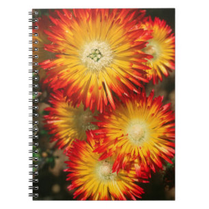 Ice Plants (Lampranthus Aureus) In Bloom Notebook