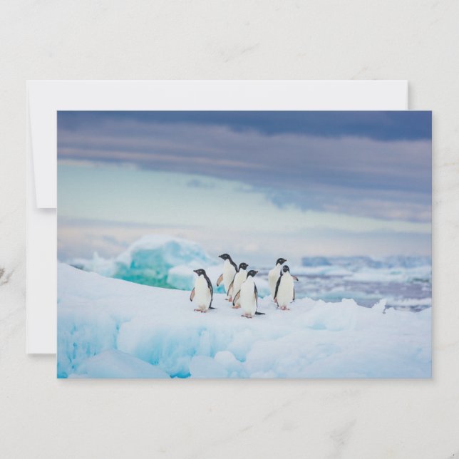 Ice & Snow | Adelie Penguins Antarctica Thank You Card (Front)