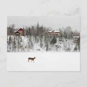 Ice & Snow   Deer in Snow Quebec, Canada Postcard