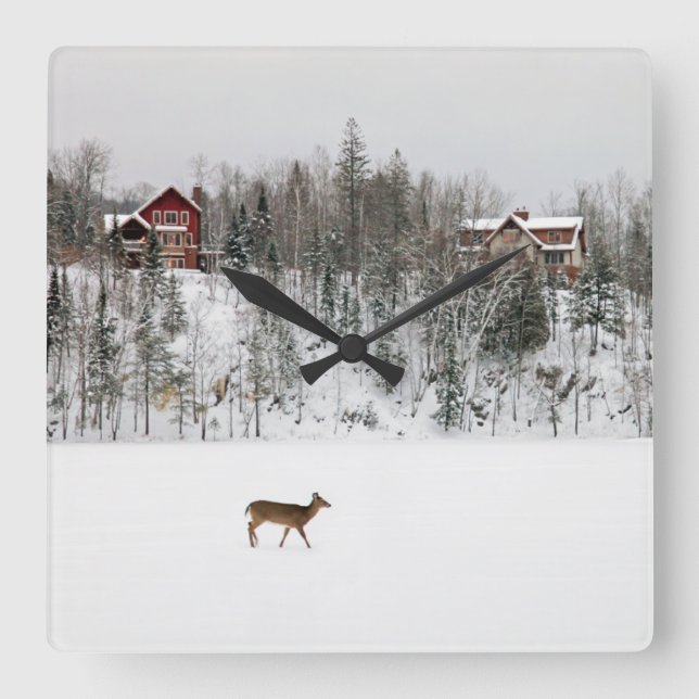 Ice & Snow | Deer in Snow Quebec, Canada Square Wall Clock (Front)