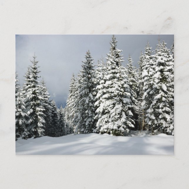 Ice & Snow | Pine Woodland, Austria Postcard (Front)