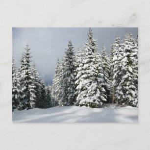 Ice & Snow   Pine Woodland, Austria Postcard