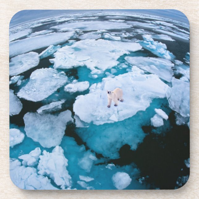 Ice & Snow | Polar Bear, Arctic Ocean, Svalbard Coaster (Front)