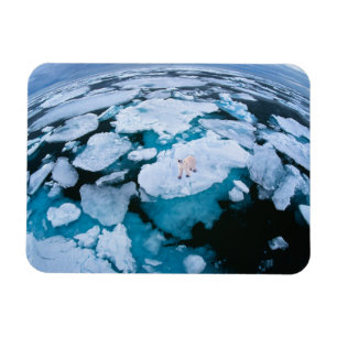 Ice & Snow Polar Bear, Arctic Ocean, Svalbard Magnet