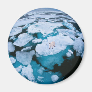 Ice & Snow Polar Bear, Arctic Ocean, Svalbard Magnet