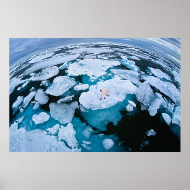 Ice & Snow | Polar Bear, Arctic Ocean, Svalbard Poster (Front)