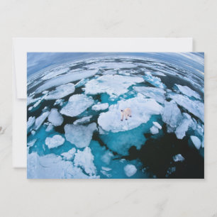 Ice & Snow   Polar Bear, Arctic Ocean, Svalbard Thank You Card
