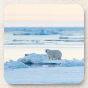 Ice & Snow   Polar Bear Iceberg Norway Coaster