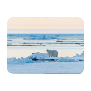 Ice & Snow   Polar Bear Iceberg Norway Magnet