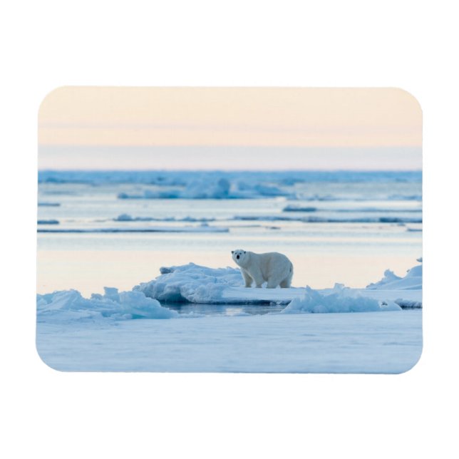 Ice & Snow | Polar Bear Iceberg Norway Magnet (Horizontal)