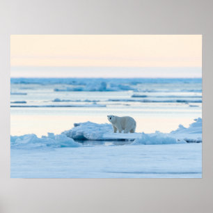 Ice & Snow Polar Bear Iceberg Norway Poster