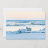 Ice & Snow | Polar Bear Iceberg Norway