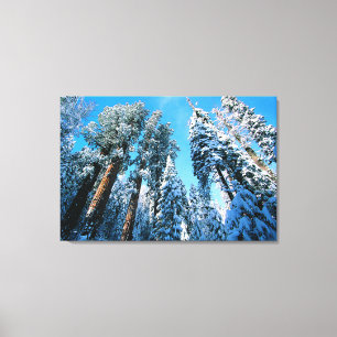Ice & Snow Sequoia National Park, California Canvas Print
