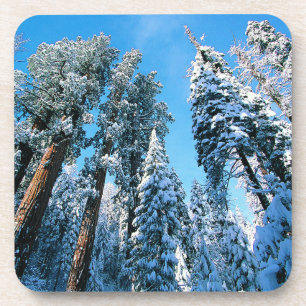 Ice & Snow   Sequoia National Park, California Coaster