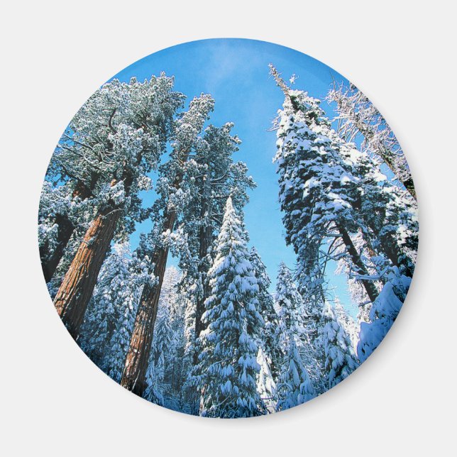 Ice & Snow | Sequoia National Park, California Magnet (Front)
