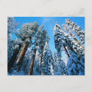 Ice & Snow   Sequoia National Park, California Postcard