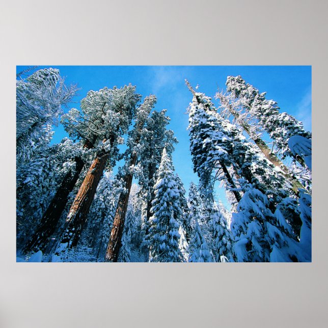 Ice & Snow | Sequoia National Park, California Poster (Front)